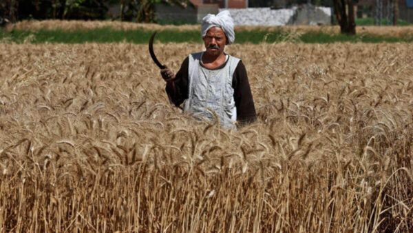 قراءة في احتياطيات مصر الغذائية وفاتورة الاستيراد 2023